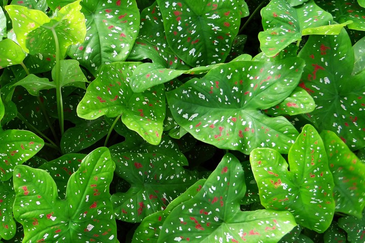 plant