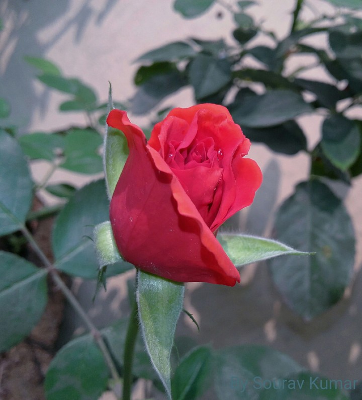 rose