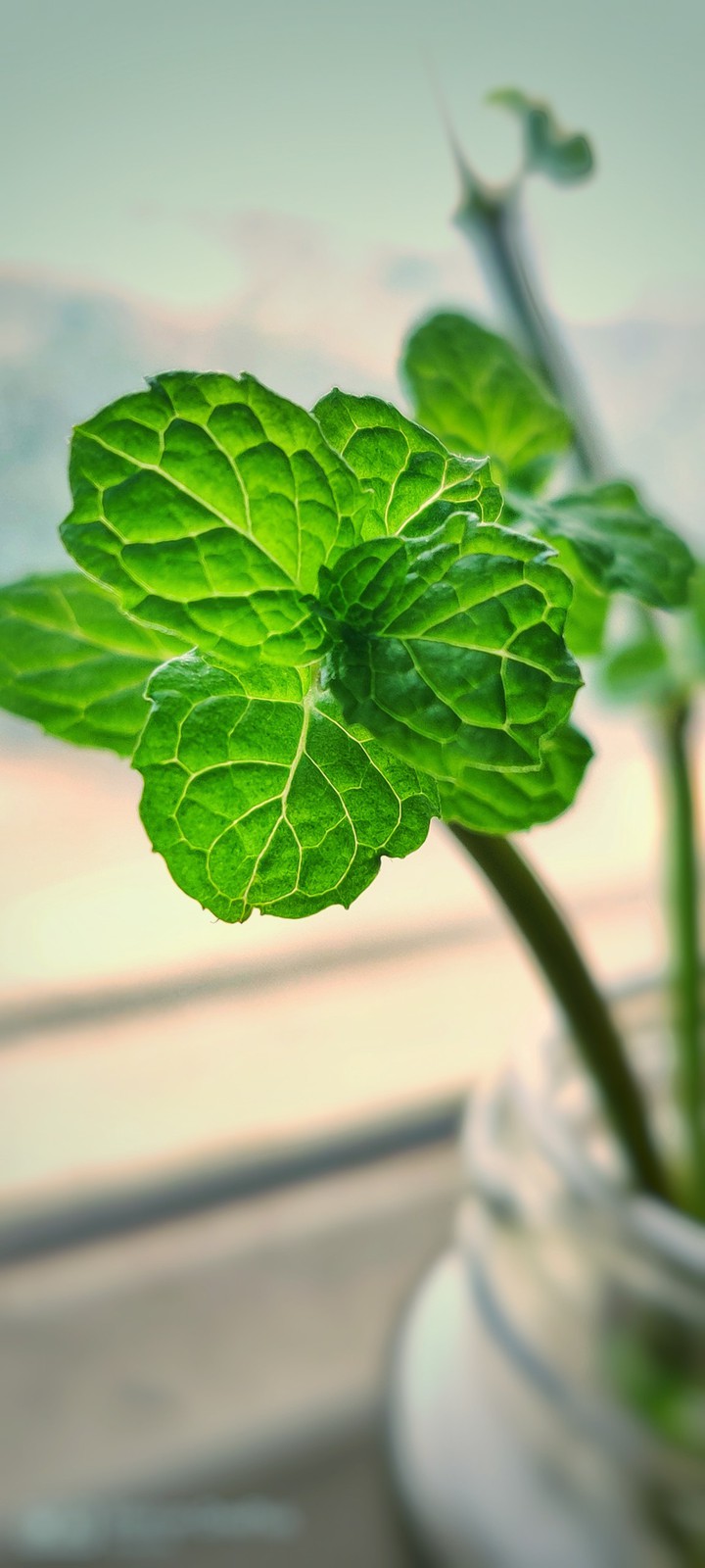 Mint beauty