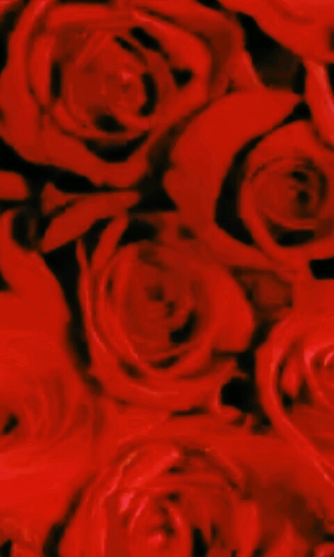 rosas