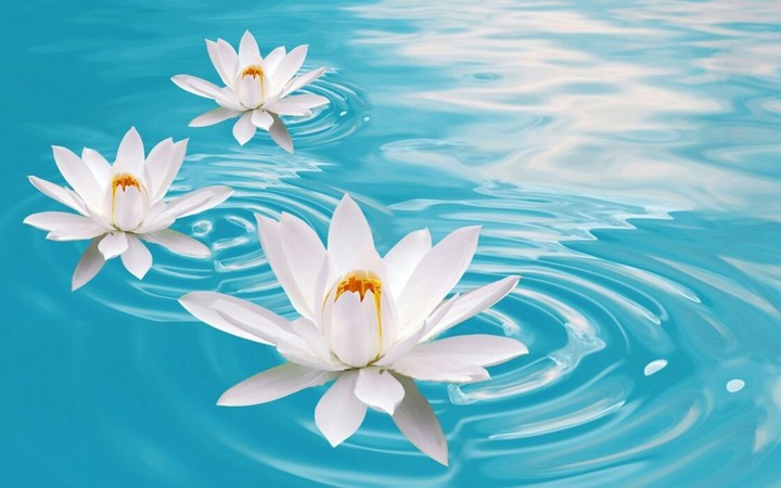Water lily