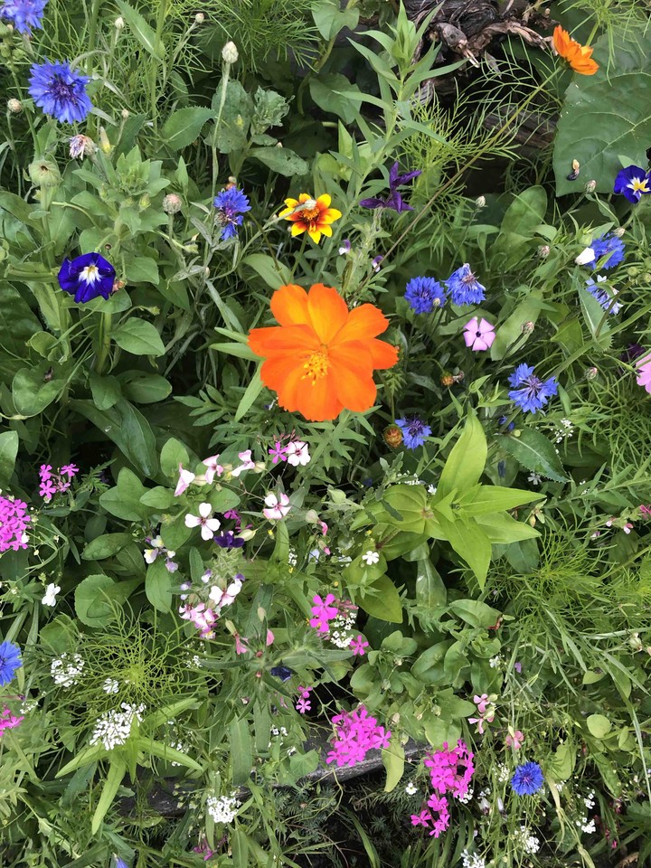 Flowers in the Graden