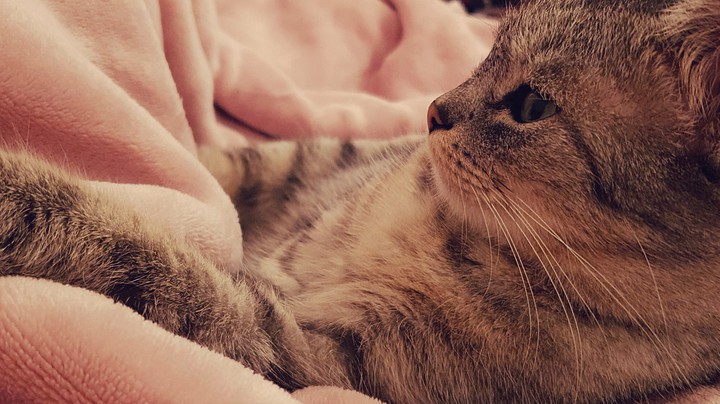 Cat "boss"