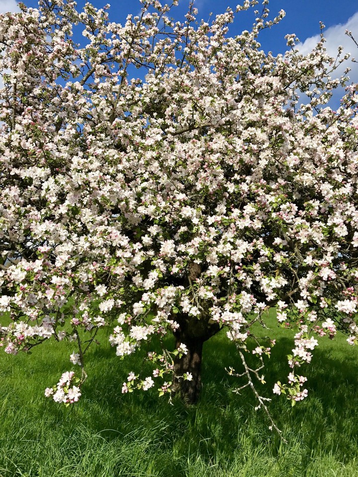 Apple Tree