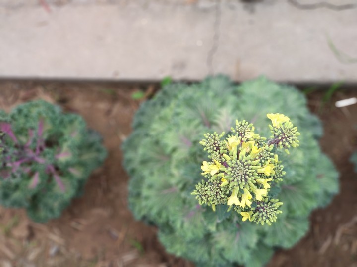 Bokeh shot