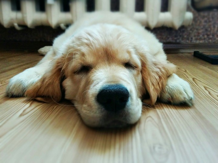 golden retriever