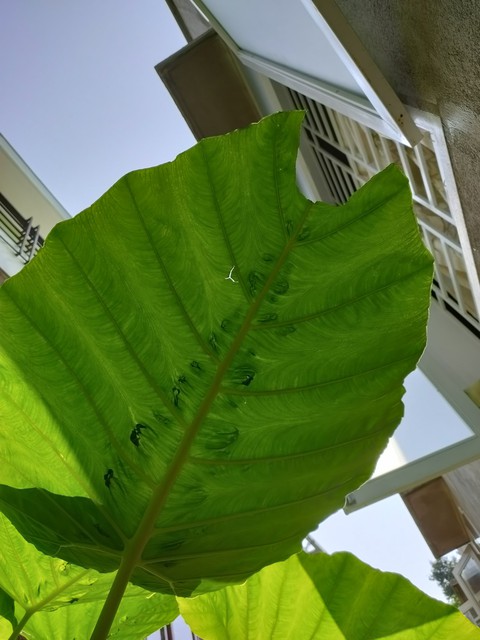 Green leave