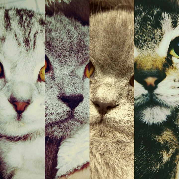 Нос Кота