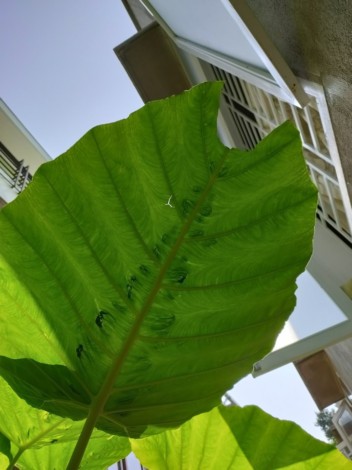 Green leave