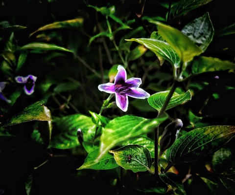 Beauty of small things