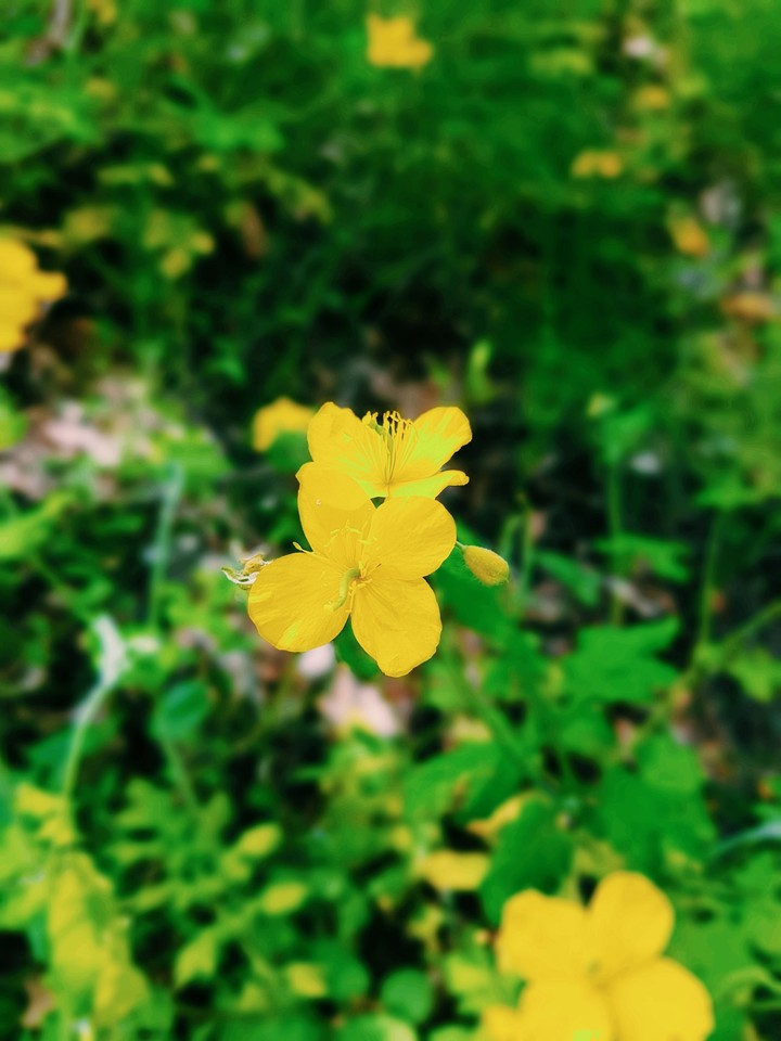 애기똥풀꽃