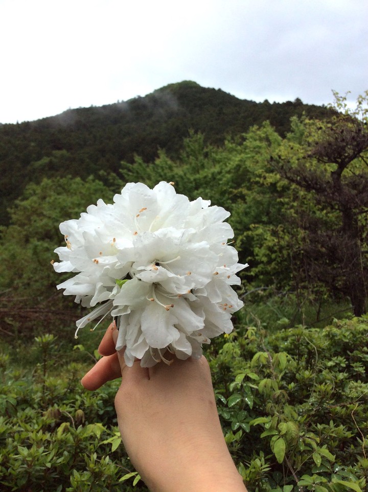 하얀꽃