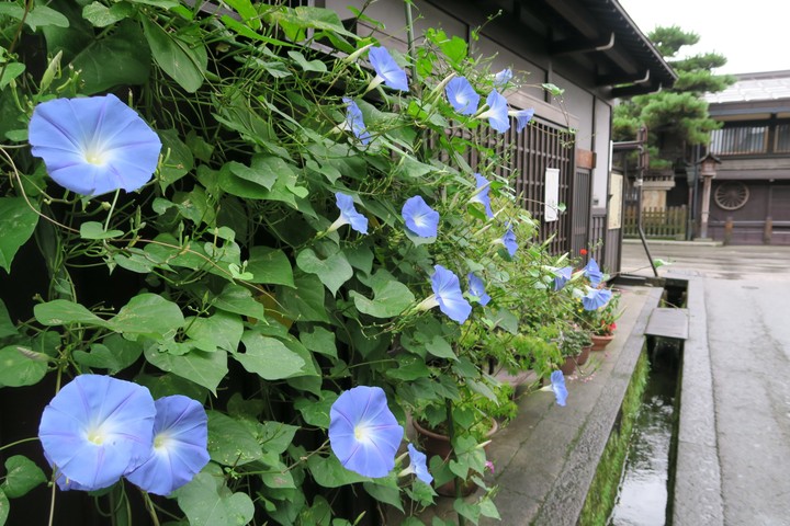 Morning glory