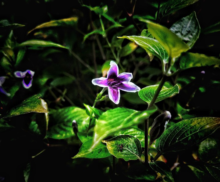 Beauty of small things
