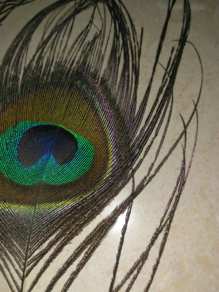 peacocks feather!☺
