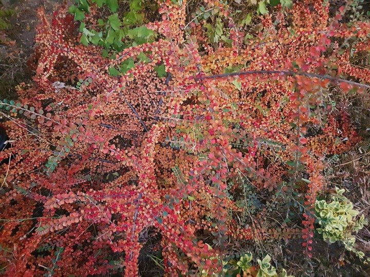 autumn