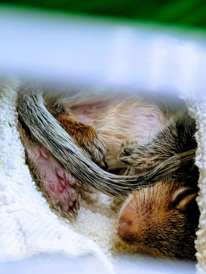 squirrel baby.