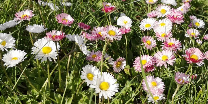 Gänseblümchenwiese