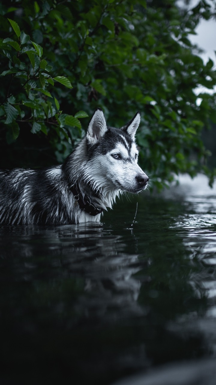 Husky