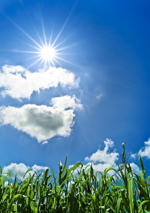 Sunshine