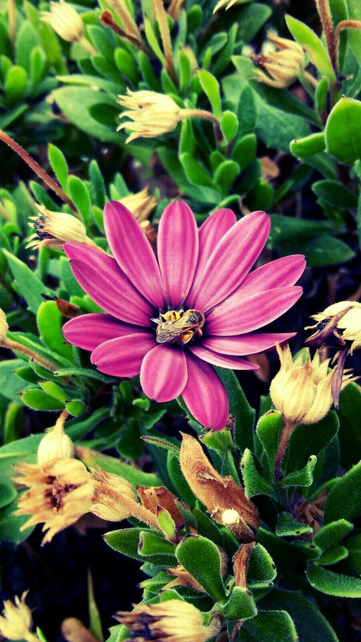Tasting the Spring