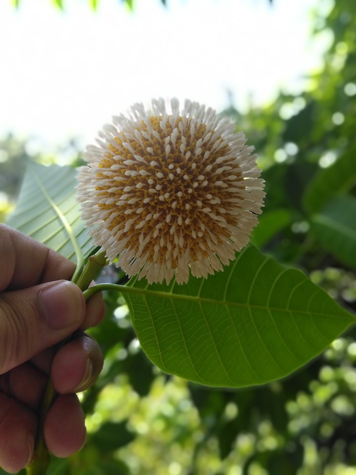 loving flower