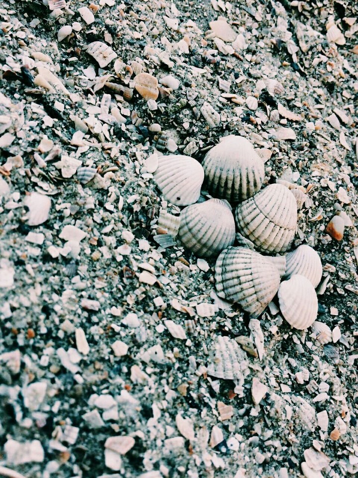 shallow in the sea