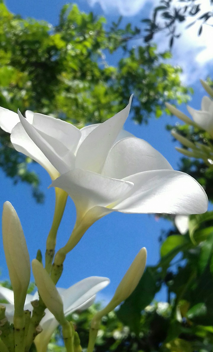 Plumeria Pudica