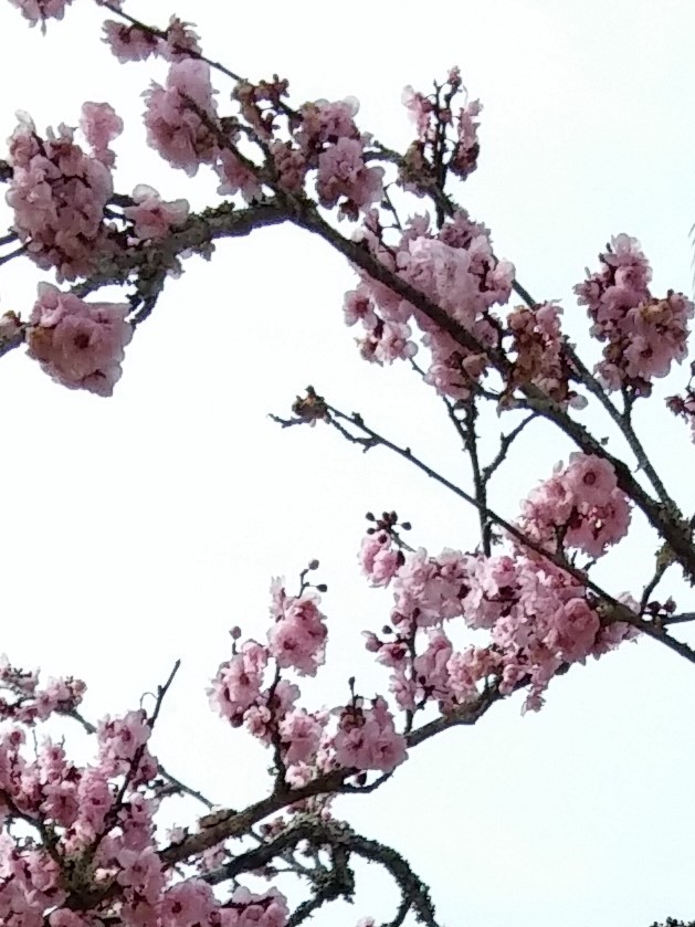 Flores do jardim?