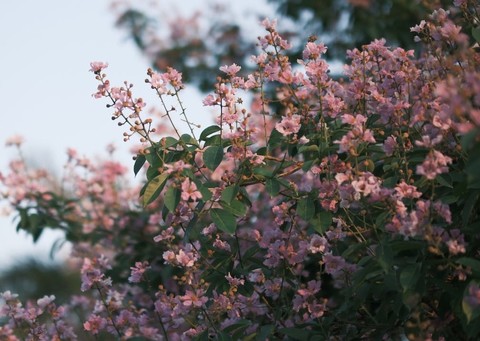 обои flower, tree