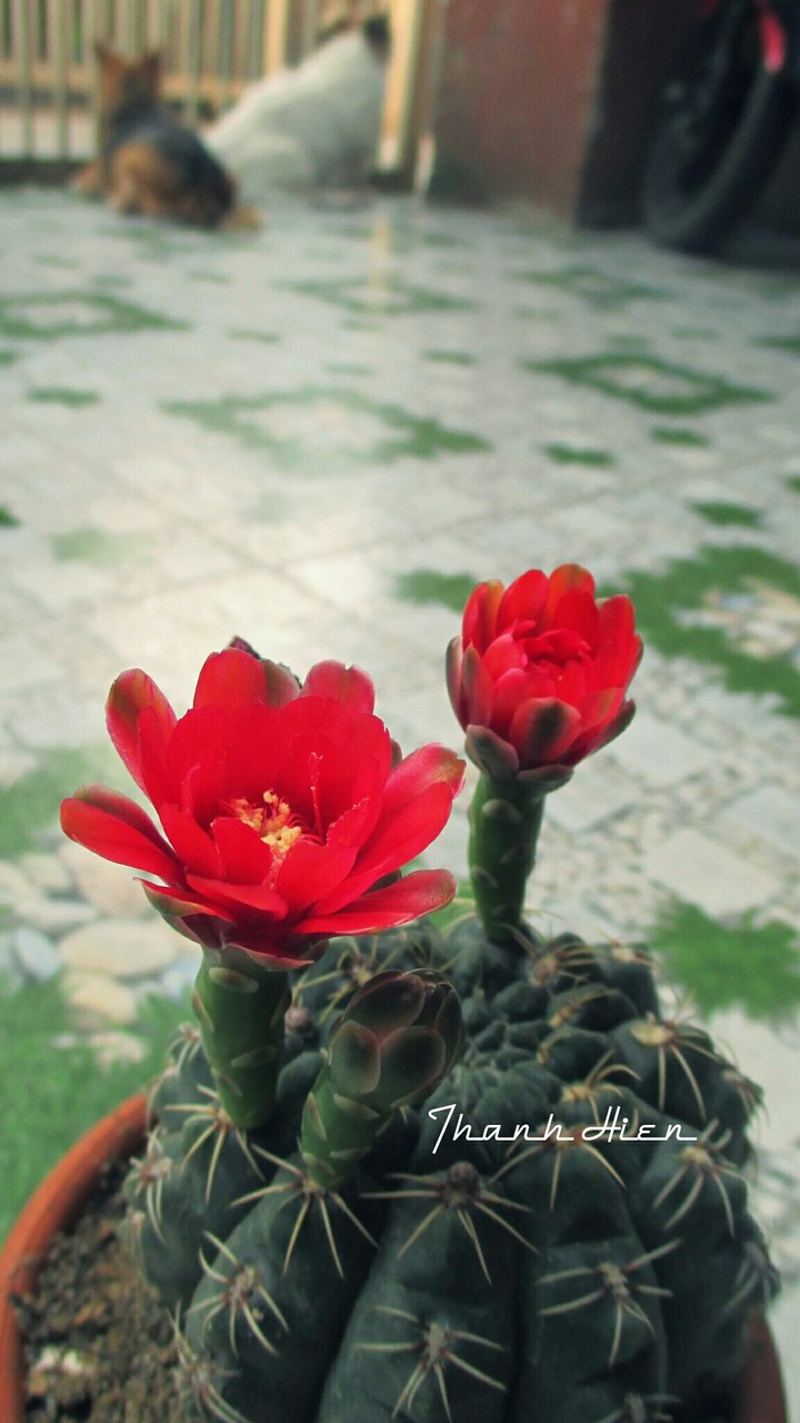 My cactus