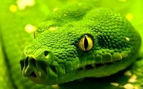 snake
