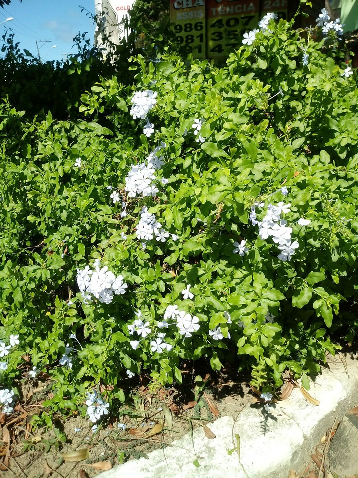 Little Flowers