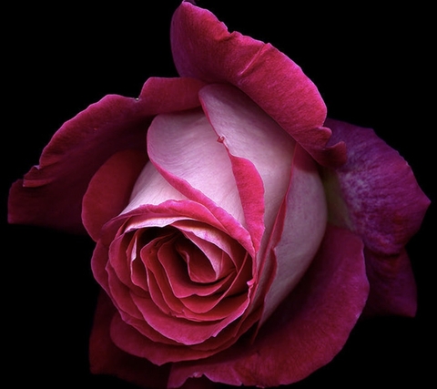Pink Rose