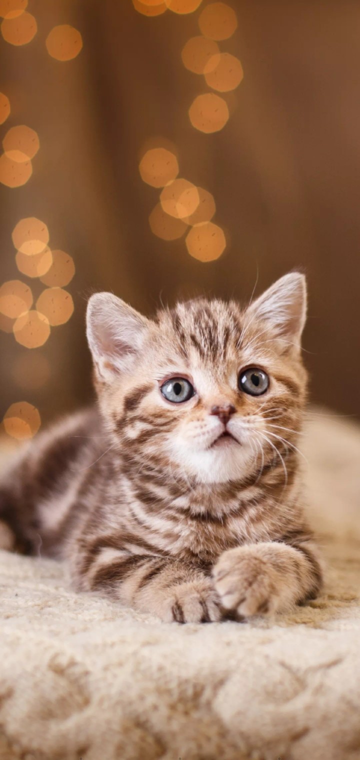 mini cat