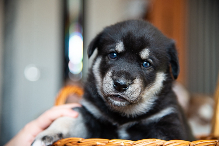 Dog❤