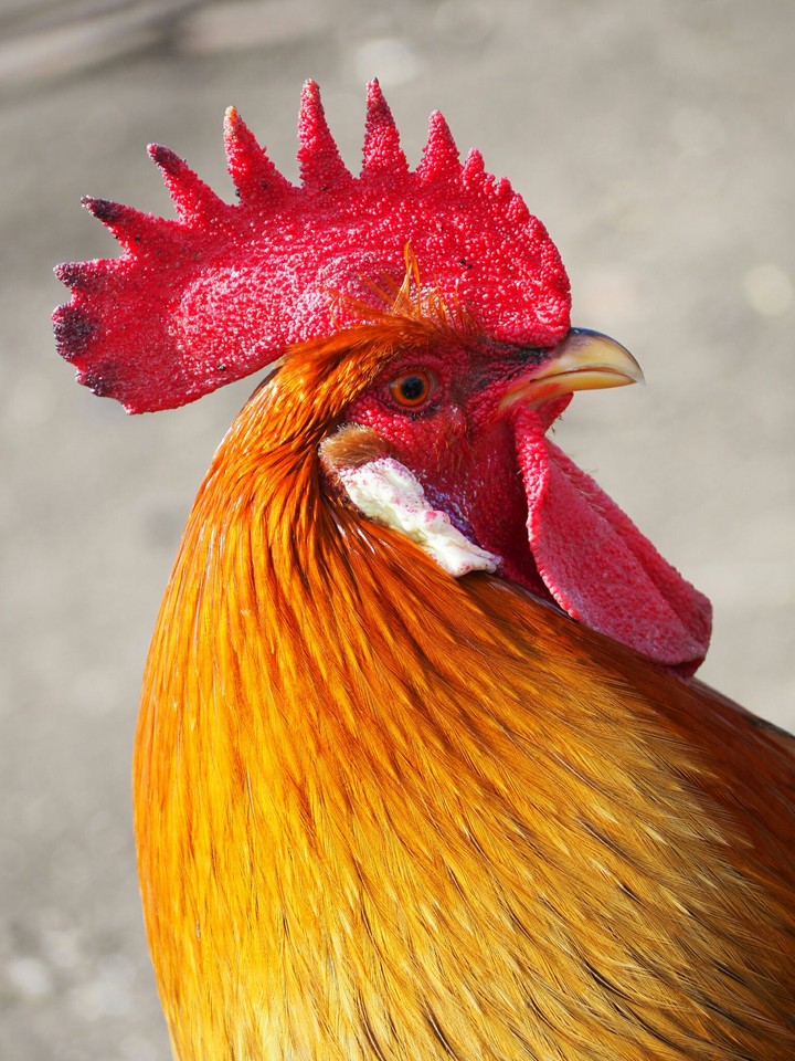 Rooster