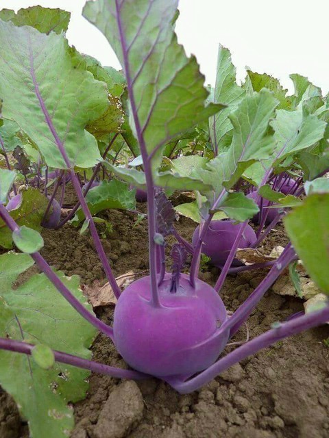 vegetables