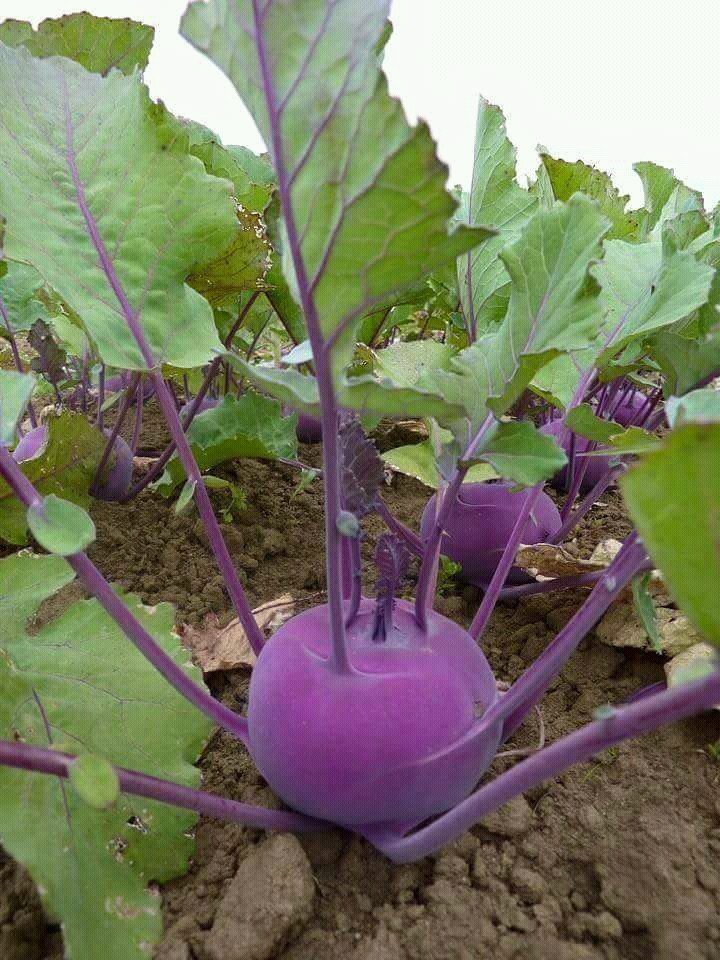 vegetables