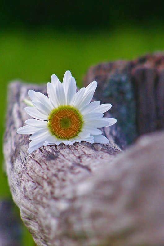 flor
