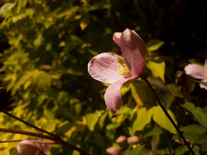 Only flowers