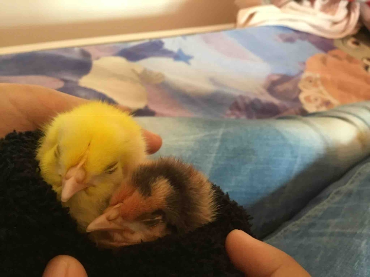chikies