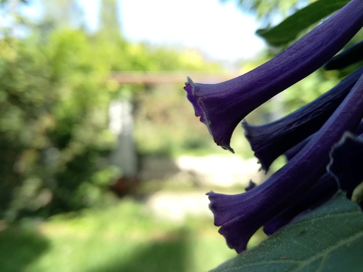 Purple Bell