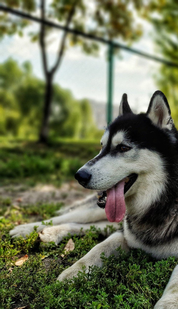 хаски