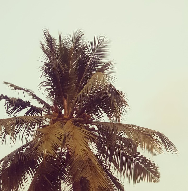 Coconut Tree