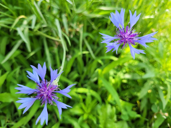flowers
