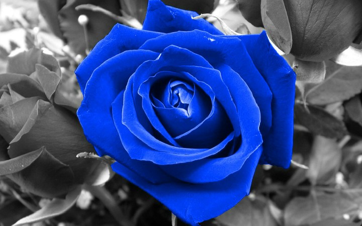 Blue rose