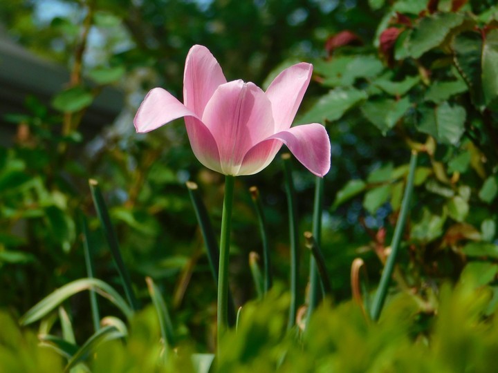 Spring is coming