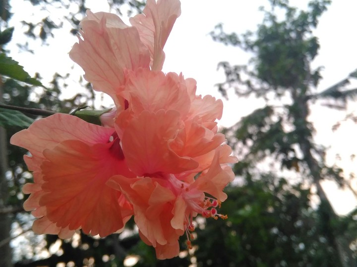 morning click