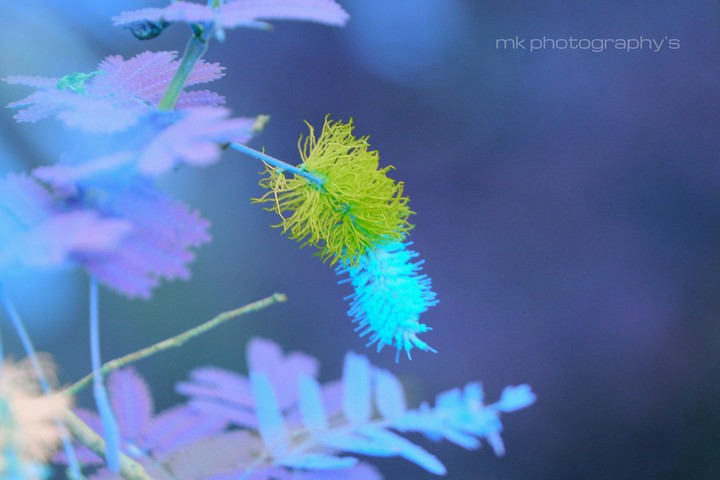 mk photography's